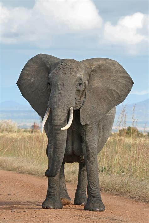 Elephant Epub
