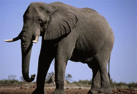 Elephant Epub