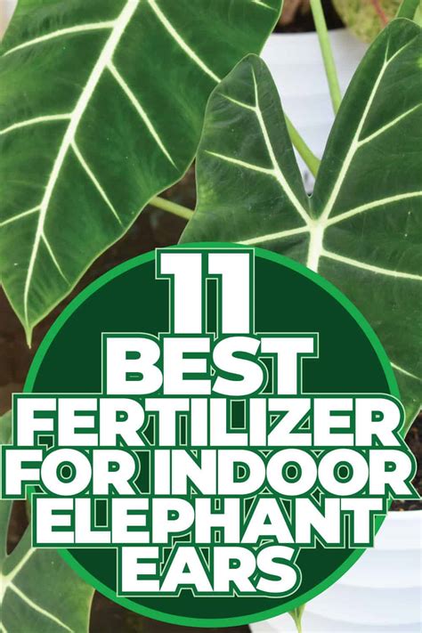 Elephant Ear Fertilizer: 5 Steps to Maximize Growth