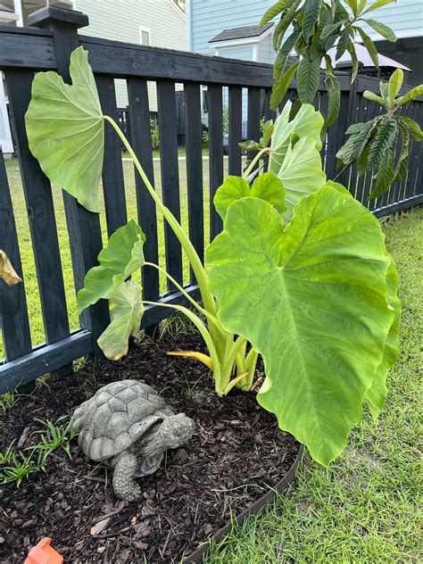 Elephant Ear Fertilizer: A Comprehensive Guide to Feeding Your Giant Beauties