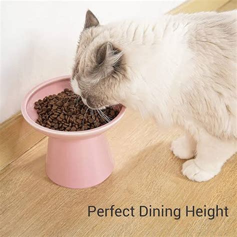 Elevate Your Cat's Dining Experience: Beyond the Basics of Choosing the Best Elevated Cat Bowl