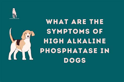 Elevated Alk Phosphatase in Dogs: A Comprehensive Guide to Diagnosis and Treatment