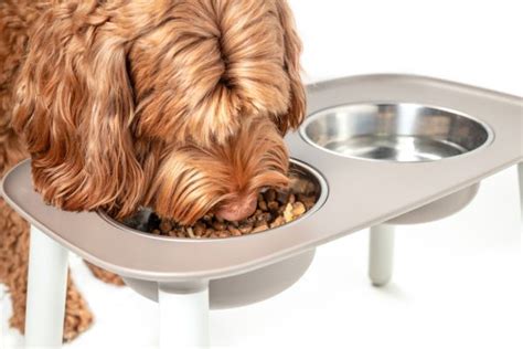 Elevated Bowl Usage FAQs: 2025 Guide to Optimal Pet Health