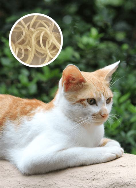 Eliminating Roundworms: A Comprehensive Guide to Treatment for Cats