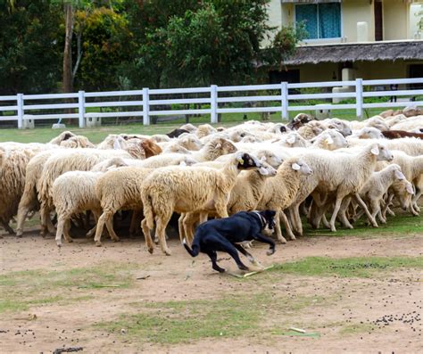 Elite Dog Herding and Livestock Training 2025: A Comprehensive Guide