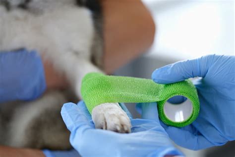 Ellison Drive Animal Hospital: A Comprehensive Guide to Pet Care