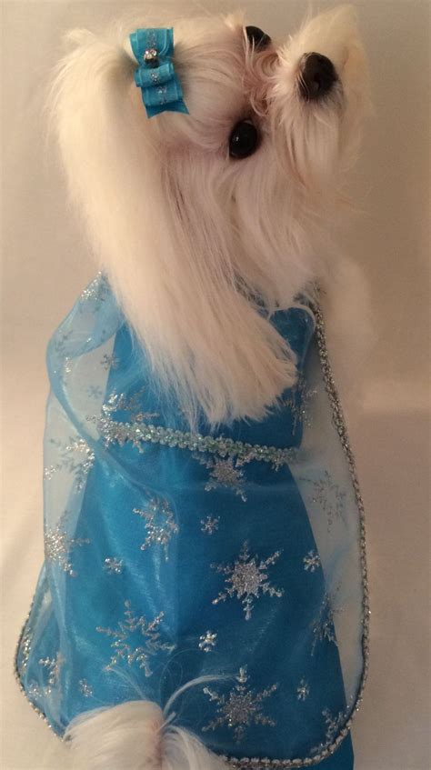 Elsa Costume Dog: A Magical Transformation for Your Canine Companion