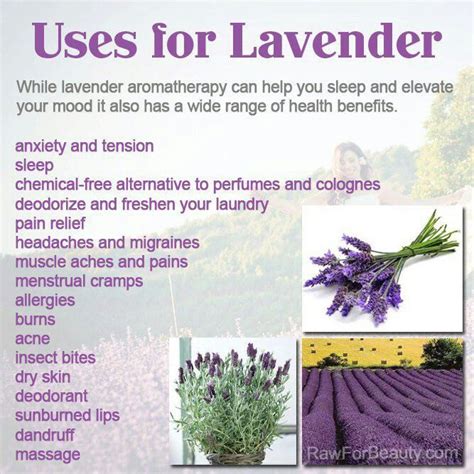 Emanovak: A Comprehensive Guide to the Health Benefits and Therapeutic Applications of Lavender