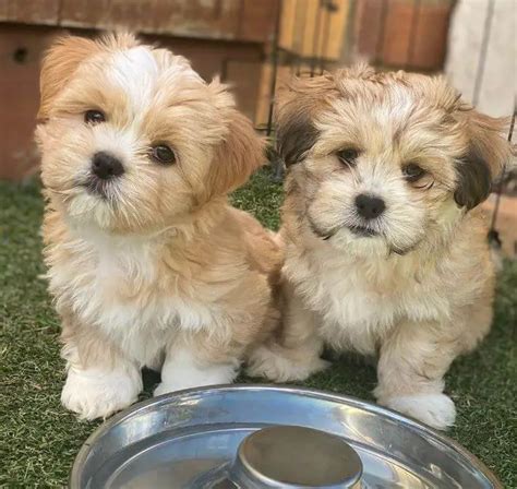 Embark on Your Journey with an Adorable Lhasa Apso Puppy