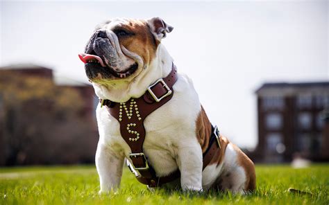 Embark on a Bulldog Adventure at Mississippi State University