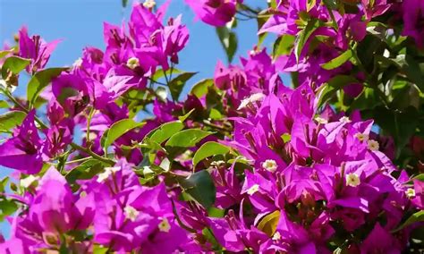 Embark on a Cinematic Odyssey with Bougainvillea: An Ultimate Exploration Guide