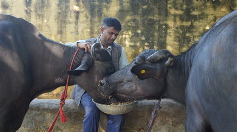 Embark on a Compassionate Crusade: Unveiling the Urgent Causes for Animals in Singapore