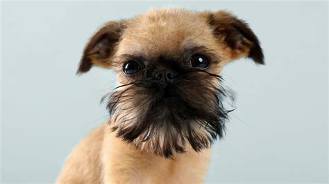 Embark on a Delightful Journey with the Brussels Griffon Puppy: A Comprehensive Guide