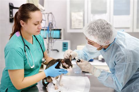 Embark on a Fulfilling Career: A Comprehensive Guide to Veterinary Technician Jobs in Singapore