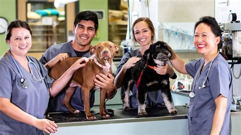 Embark on a Fulfilling Career as a Vet Tech in Singapore: A Comprehensive Guide