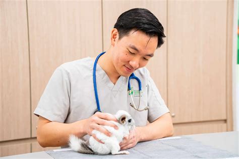 Embark on a Fulfilling Journey as a Veterinarian in Singapore