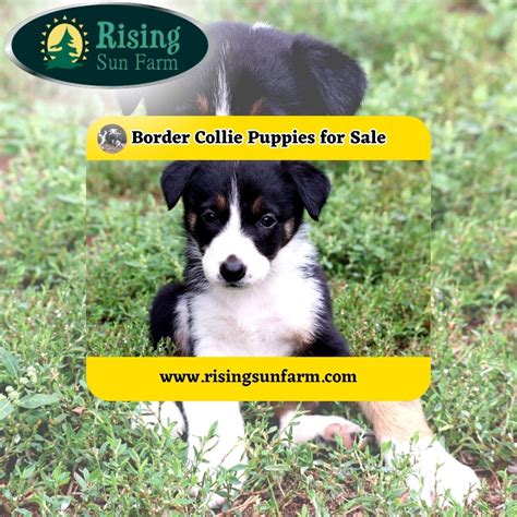 Embark on a Heartwarming Journey: Find Your Perfect Border Collie Rescue Nearby