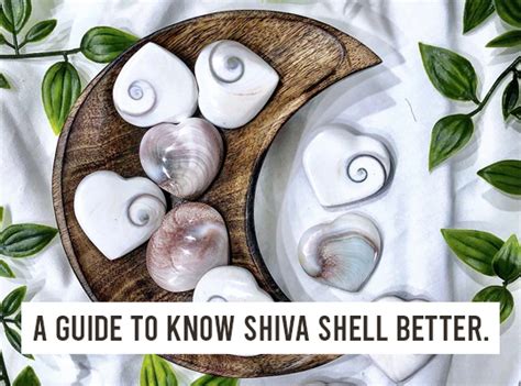 Embark on a Journey into the Mystique of Shiva Shell