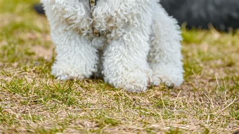 Embark on a Journey of Joy and Companionship: Your Guide to Finding the Perfect Toy Poodle for Sale