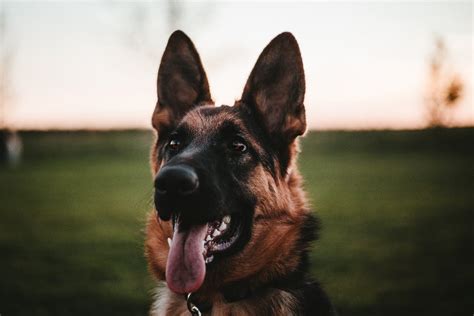 Embark on a Journey of Loyalty and Companionship: Discovering Breeds Similar to the Legendary German Shepherd