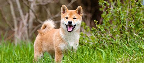 Embark on a Journey of Pure Joy: Your Guide to Finding Shiba Inu Puppies for Sale Near You