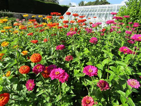 Embark on a Journey to Discover the Enchanting Zinnias Near You: A Comprehensive Guide