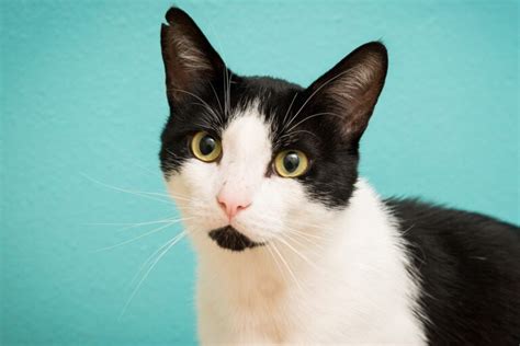 Embark on a Purr-fect Journey with the Cat Adoption Team Sherwood