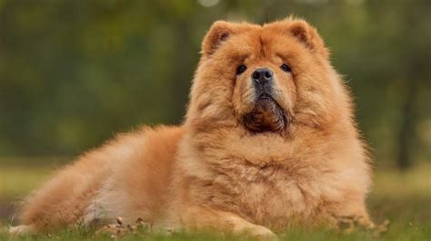 Embark on a Rewarding Journey: A Comprehensive Guide to Chow Chow Adoption