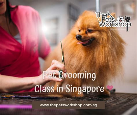 Embark on a Rewarding Journey: Exploring Veterinary Courses in Singapore