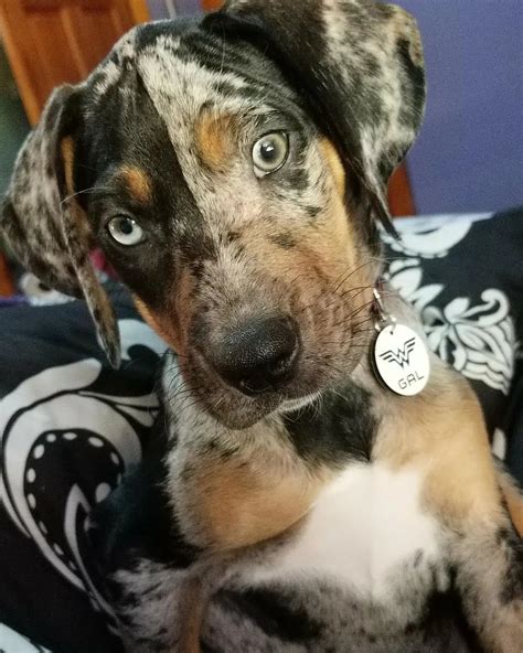 Embark on a Tail-Wagging Adventure: Catahoula Puppies for Sale Near Me