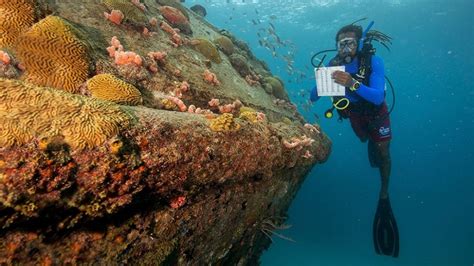 Embark on a Thriving Career in the Realm of Coral Science and Conservation