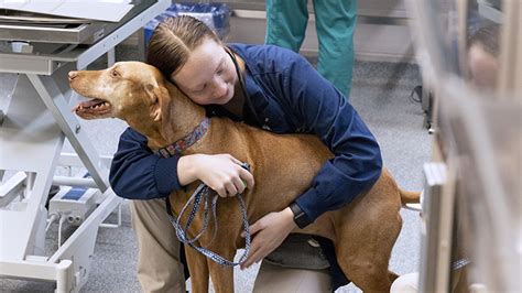 Embark on a Veterinary Journey in Singapore: A Comprehensive Guide to Vet Degree Programs