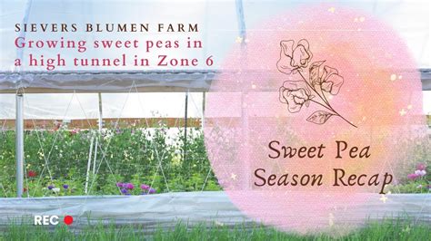 Embark on an Aromatic Adventure: Exploring Sweetpea Season 2