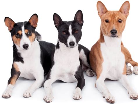 Embark on an Extraordinary Journey with Basenjis: Your Perfect Canine Companions