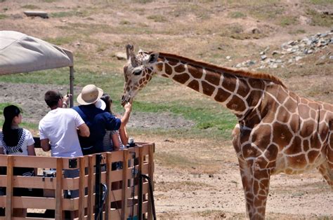 Embark on an Extraordinary Wildlife Extravaganza at San Diego Zoo