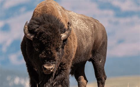 Embark on an Unforgettable Journey: Discover the Black Buffalo Locations