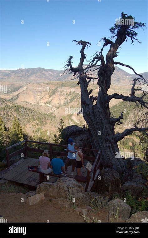 Embarking on the Juniper Trail: A Comprehensive Guide for Hikers and Nature Enthusiasts