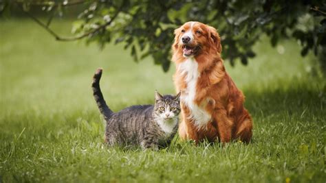 Embrace Pet Insurance in 2025: Secure Your Furry Friend's Future