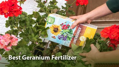 Embrace the Art of Geranium Fertilization!