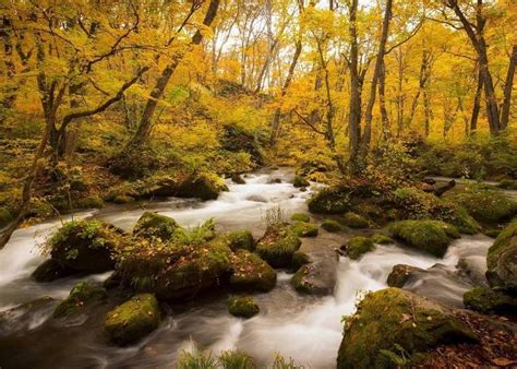 Embrace the Enchanting Hue: A Guide to Kouyou, Japan's Spectacular Autumn Foliage