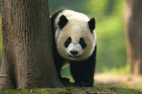 Embrace the Enchanting Realm of China's Indigenous Fauna: A Captivating Guide