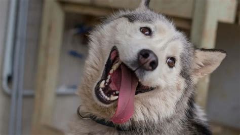 Embrace the Husky Spirit: Open Your Home to a Loyal Companion from Shelters