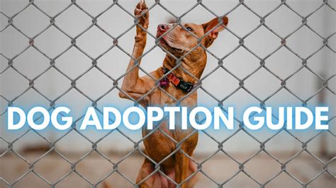 Embrace the Joy of Pet Adoption: A Guide to Downey's Finest