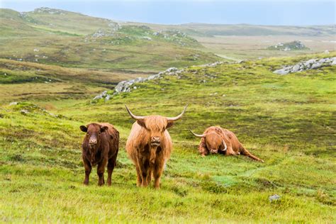 Embrace the Legacy: A Brief History of Highland Cattle