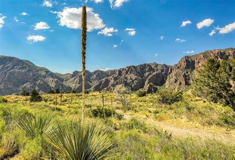 Embrace the Lone Star Spirit: A Comprehensive Guide to Unforgettable Hiking Adventures in Texas