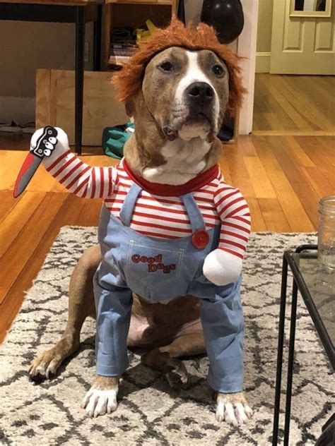 Embrace the Spooktacular Spirit: Channel Chucky's Canine Charm with a Dog Chucky Costume