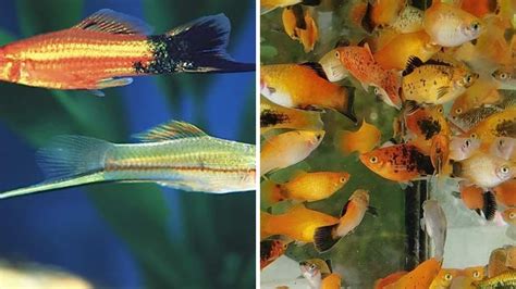 Embrace the Vibrancy of Live Bearing Aquarium Fish: A Guide to Enchanting Underwater Communities