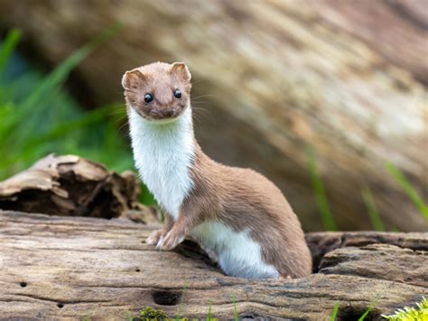 Embrace the Weasel within: Unleashing the Hidden Power of the Blackweasel