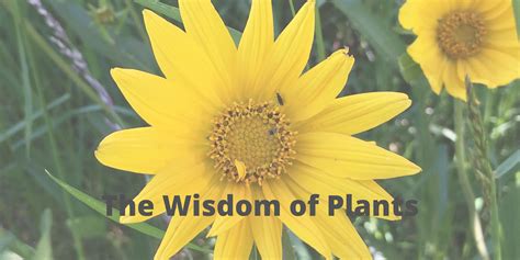 Embrace the Wonders of Plant Wisdom