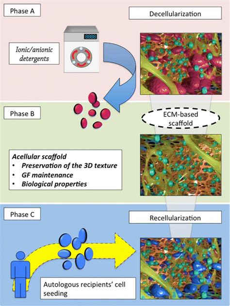 Embracing Biodesign PTE Ltd.: A Paradigm Shift in Tissue Engineering and Regenerative Medicine